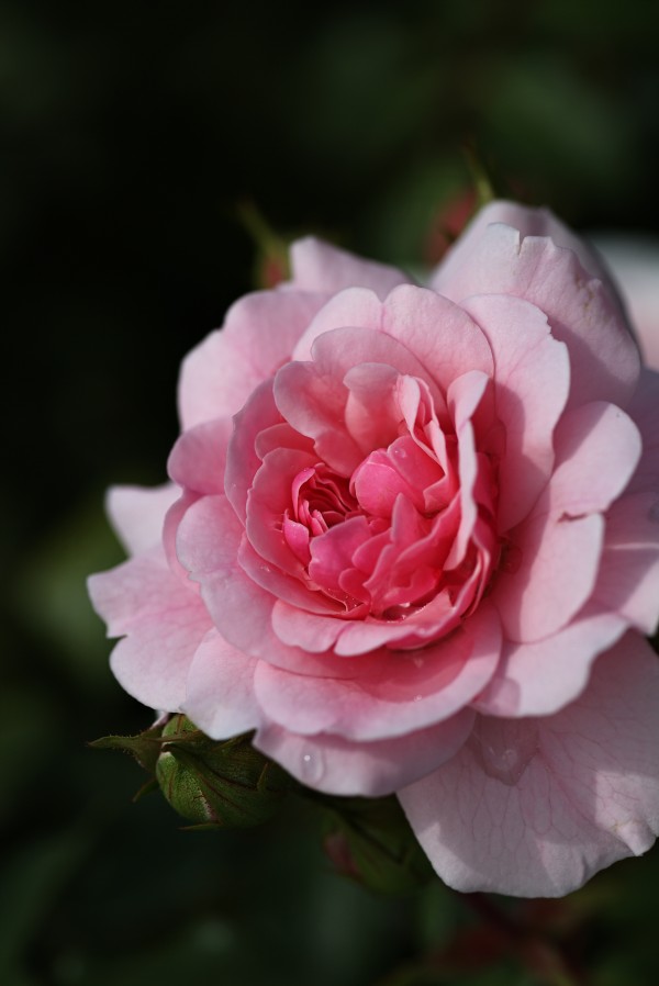 Rich To Soft Pink Rose by Joy Watson